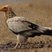Egyptian Vulture